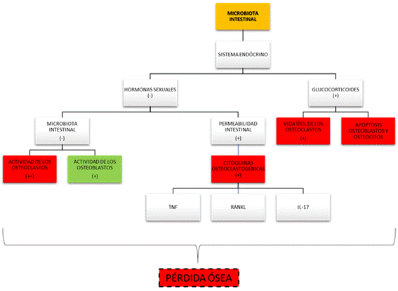 Flujograma del tratamiento sugerido por la European Society of Endocrinology para pacientes con distintos grados de osteoporosis o riesgos de fracturas óseas.