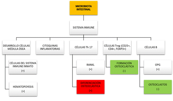 Relación de la microbiota intestinal con el sistema endócrino.
