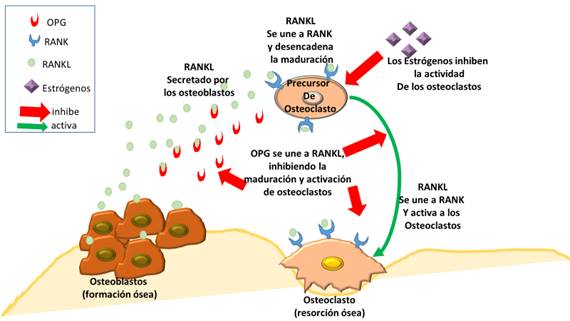 Control de la actividad de los osteoclastos