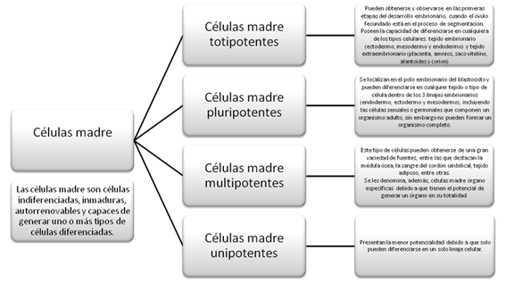 Tipos, localización y capacidad de diferenciación de los distintos tipos de células madre53
