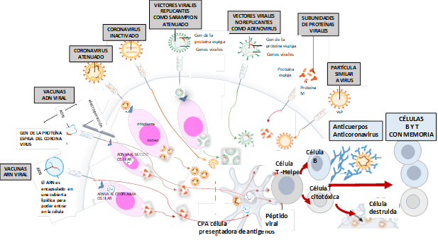 Mecanismo de acción de las diferentes plataformas vacunales para COVID-19.79
