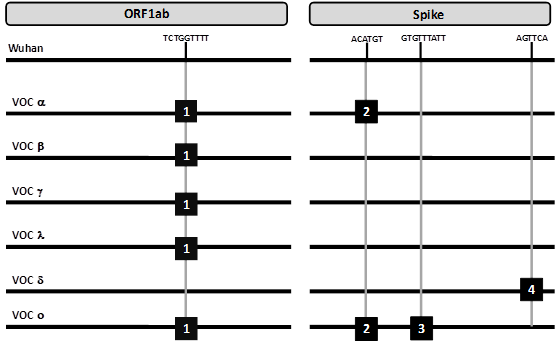 Esquema de las cuatro deleciones relevantes para el presente trabajo.