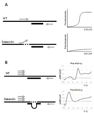 Representación esquemática del diseño metodológico para detección de deleciones.