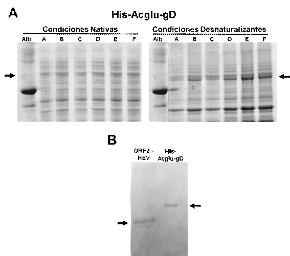 Expresión de la proteína His-gD recombinante.