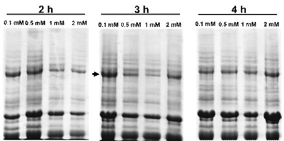 Condiciones óptimas de expresión de His-Acglu-gD.