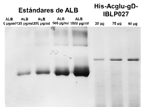 Unión de la proteína recombinante His-Acglu-gD a las BLP027.