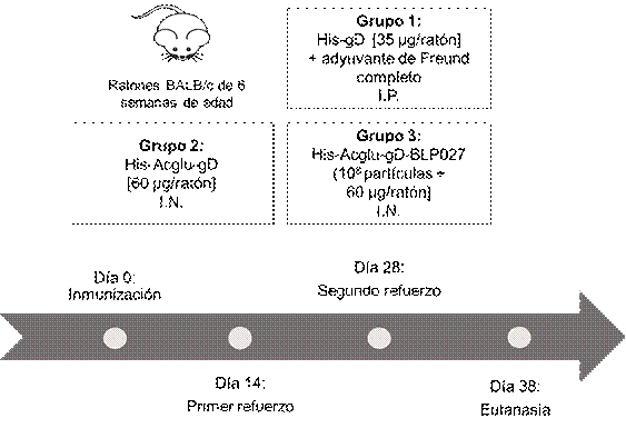 Esquema de inmunización.