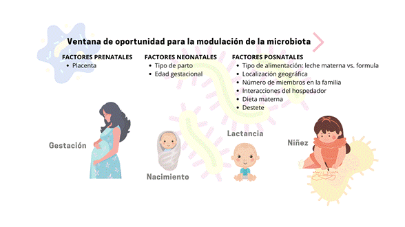 Ventana crítica de oportunidad para realizar intervenciones que contribuyan a la conformación de una microbiota saludable