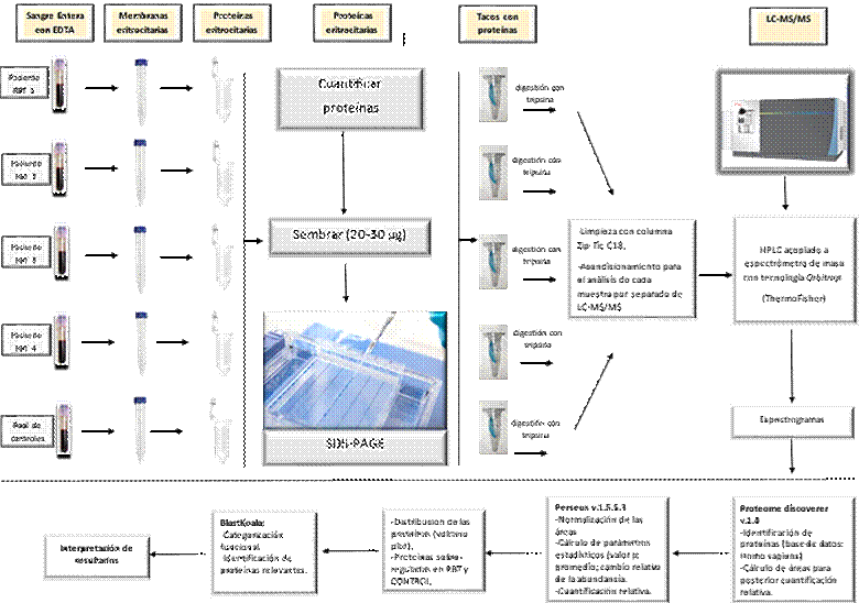 Esquema de trabajo utilizado para la obtención de péptidos, LC-MS/MS y análisis de datos